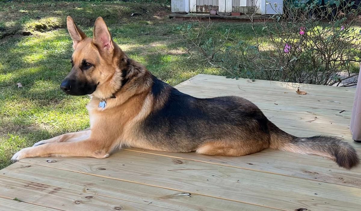 German Shepherd Dog Puppies - 2 Solid Black, 4 Black w/ white on chest breeder image 26