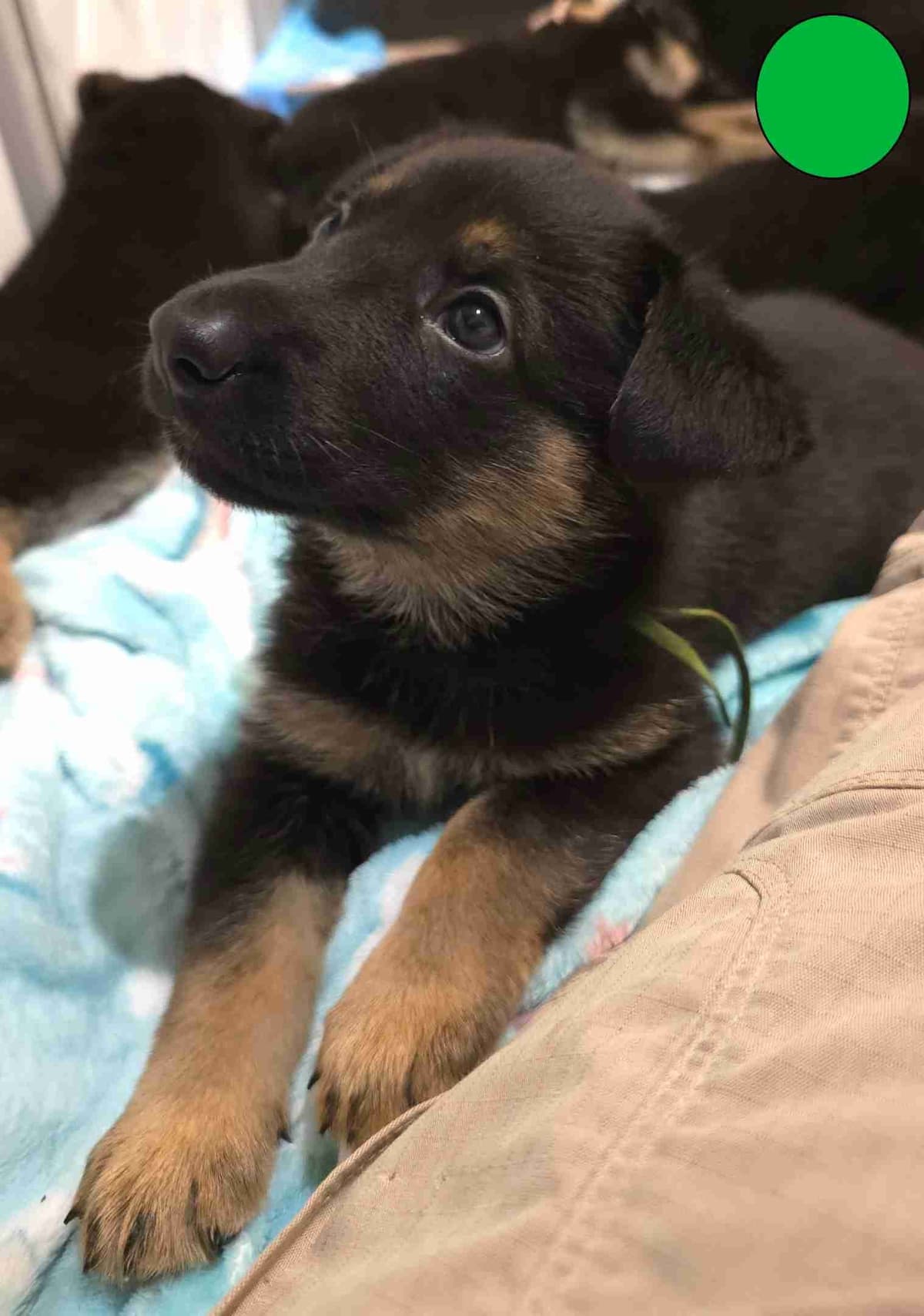 German Shepherd Dog Puppies - 2 Solid Black, 4 Black w/ white on chest breeder image 4