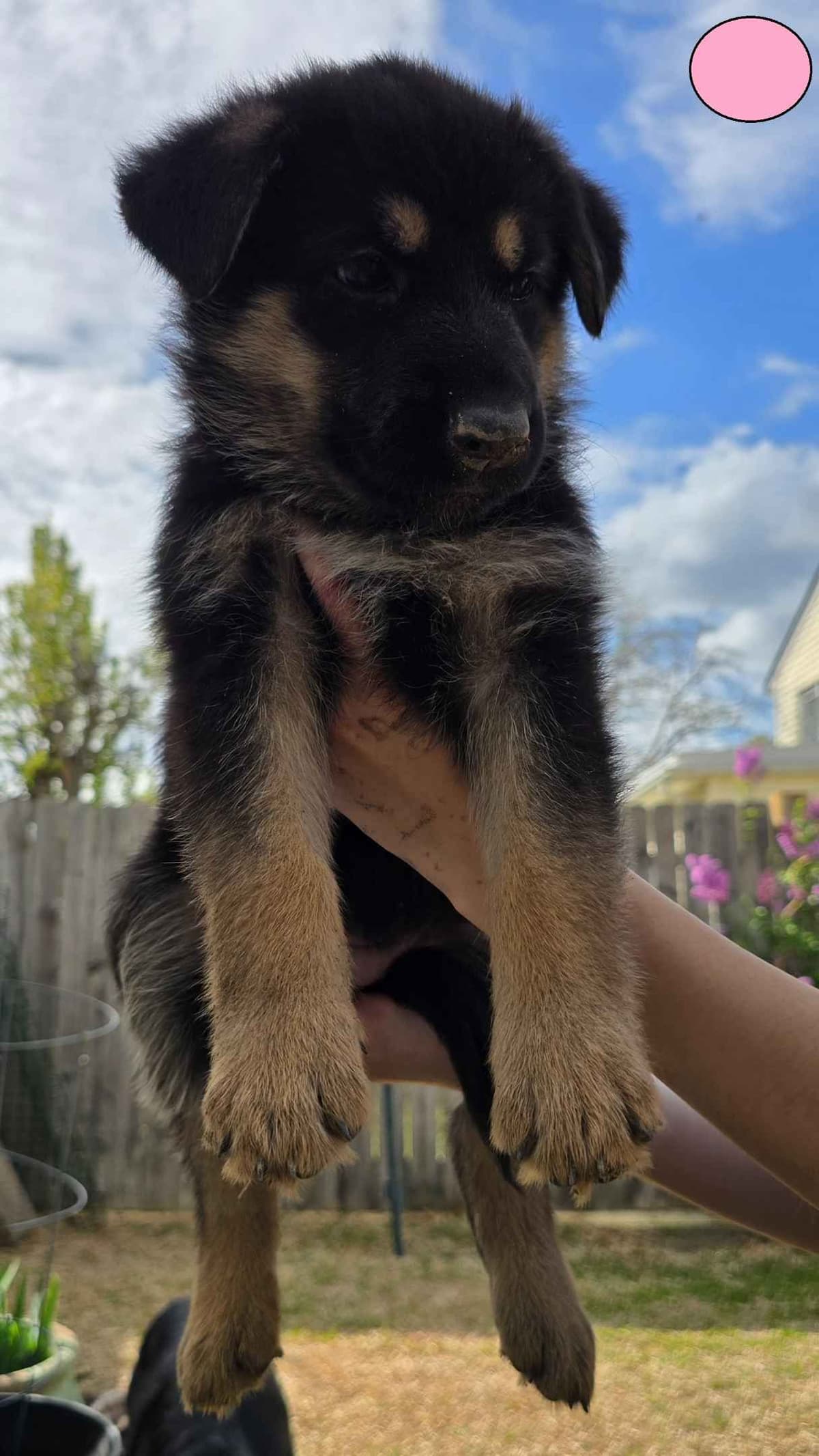 German Shepherd Dog Puppies - 2 Solid Black, 4 Black w/ white on chest breeder image 5