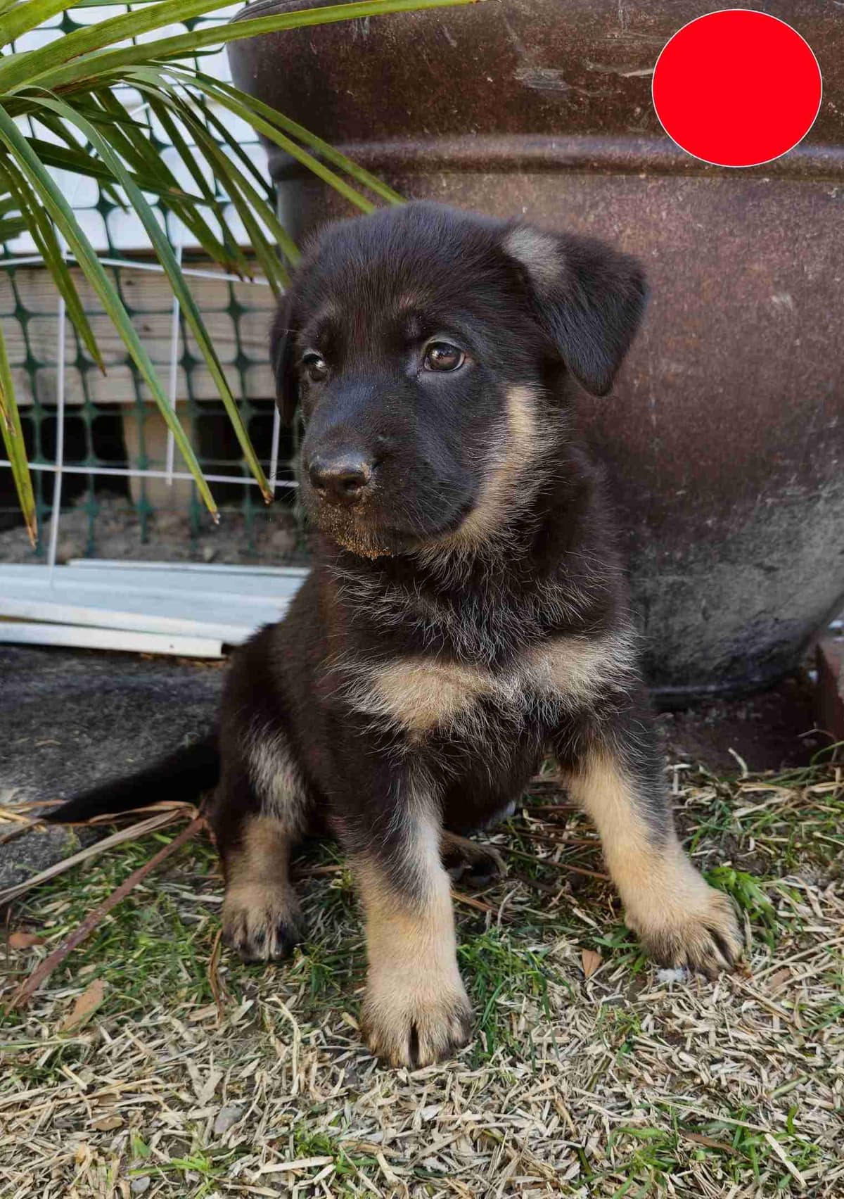 German Shepherd Dog Puppies - 2 Solid Black, 4 Black w/ white on chest breeder image 2