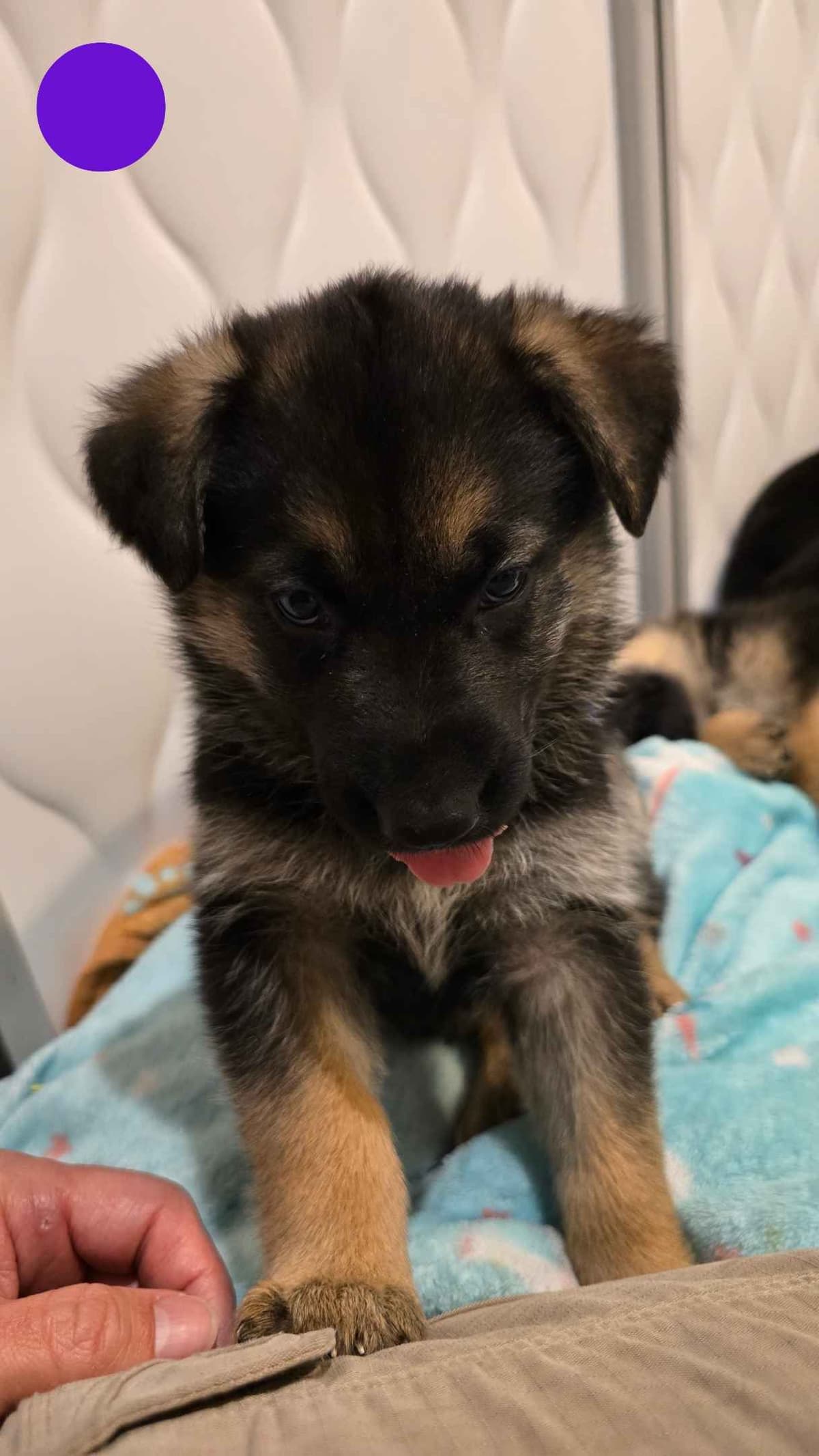 German Shepherd Dog Puppies - 2 Solid Black, 4 Black w/ white on chest breeder image 15