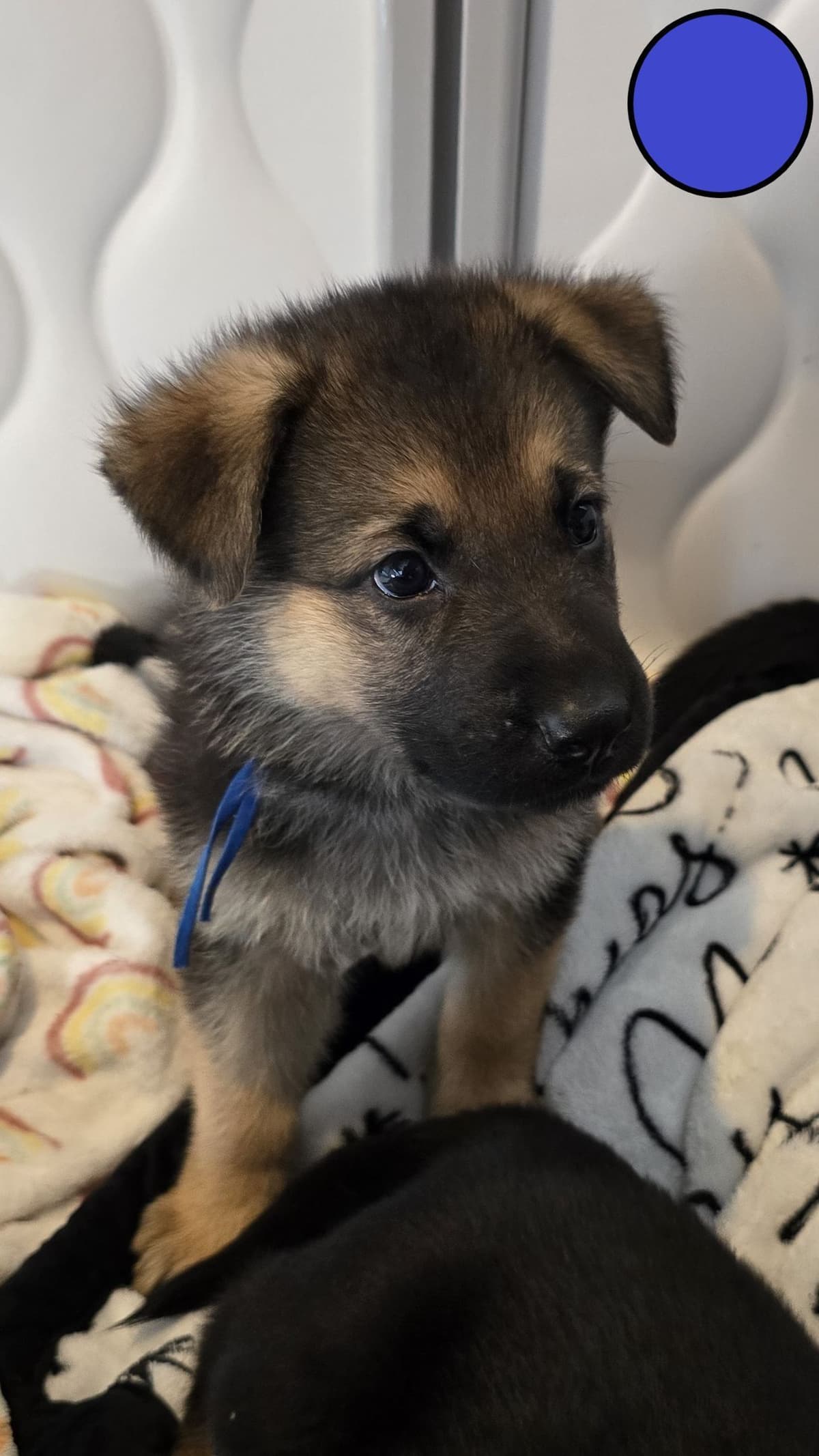 German Shepherd Dog Puppies - 2 Solid Black, 4 Black w/ white on chest breeder image 16