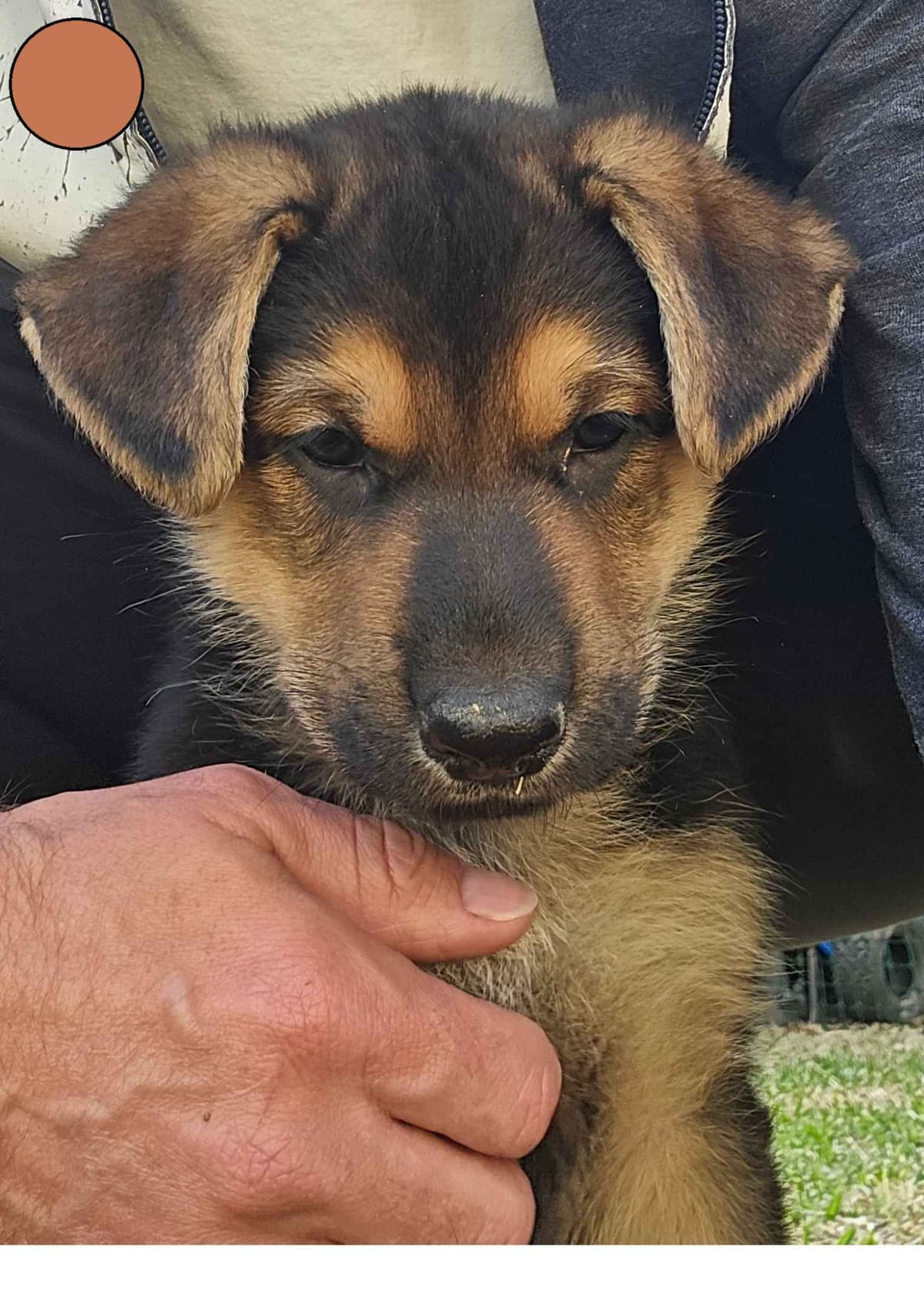 German Shepherd Dog Puppies - 2 Solid Black, 4 Black w/ white on chest breeder image 8
