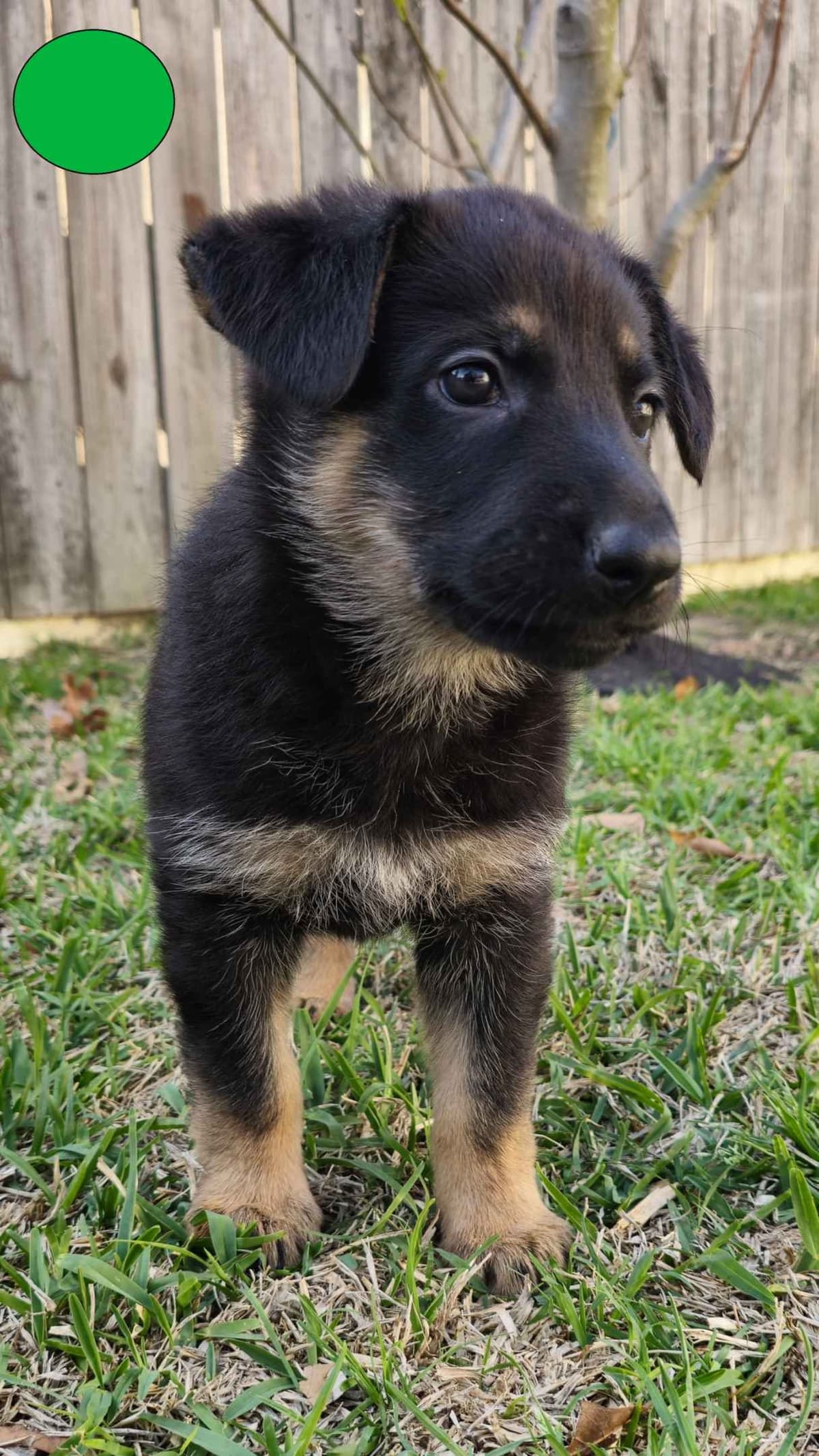 German Shepherd Dog Puppies - 2 Solid Black, 4 Black w/ white on chest breeder image 3