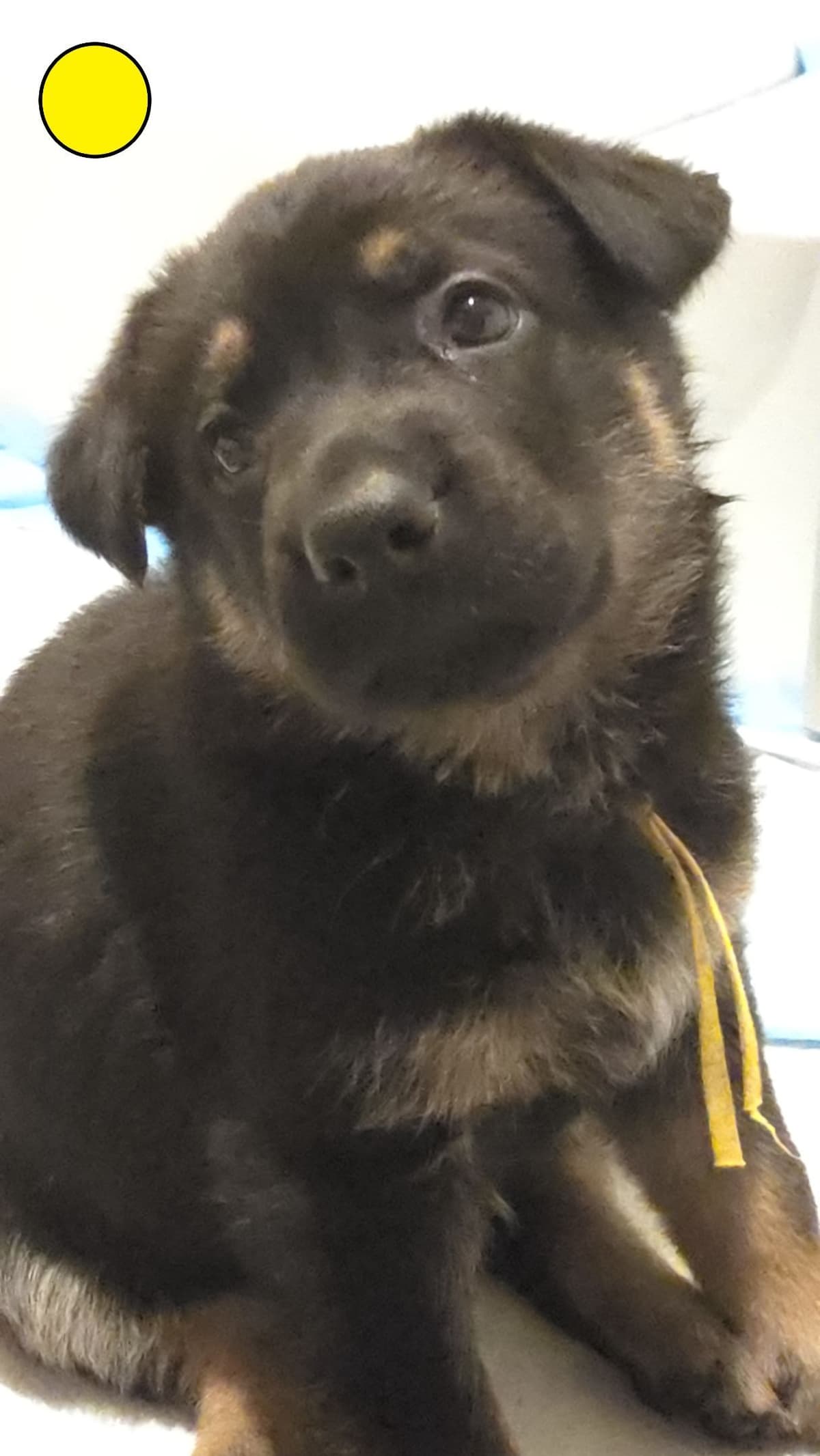 German Shepherd Dog Puppies - 2 Solid Black, 4 Black w/ white on chest breeder image 12