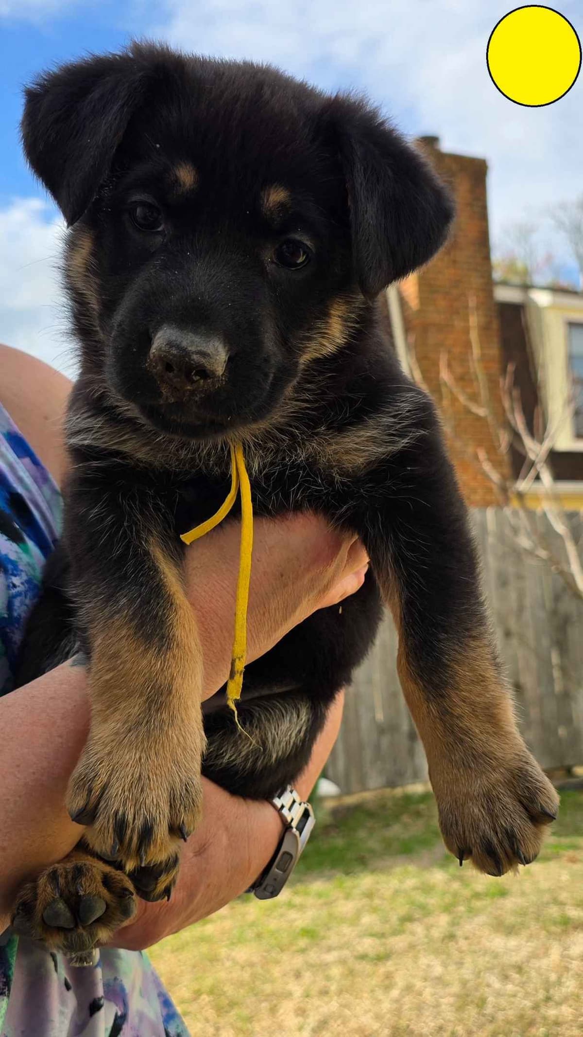 German Shepherd Dog Puppies - 2 Solid Black, 4 Black w/ white on chest breeder image 10