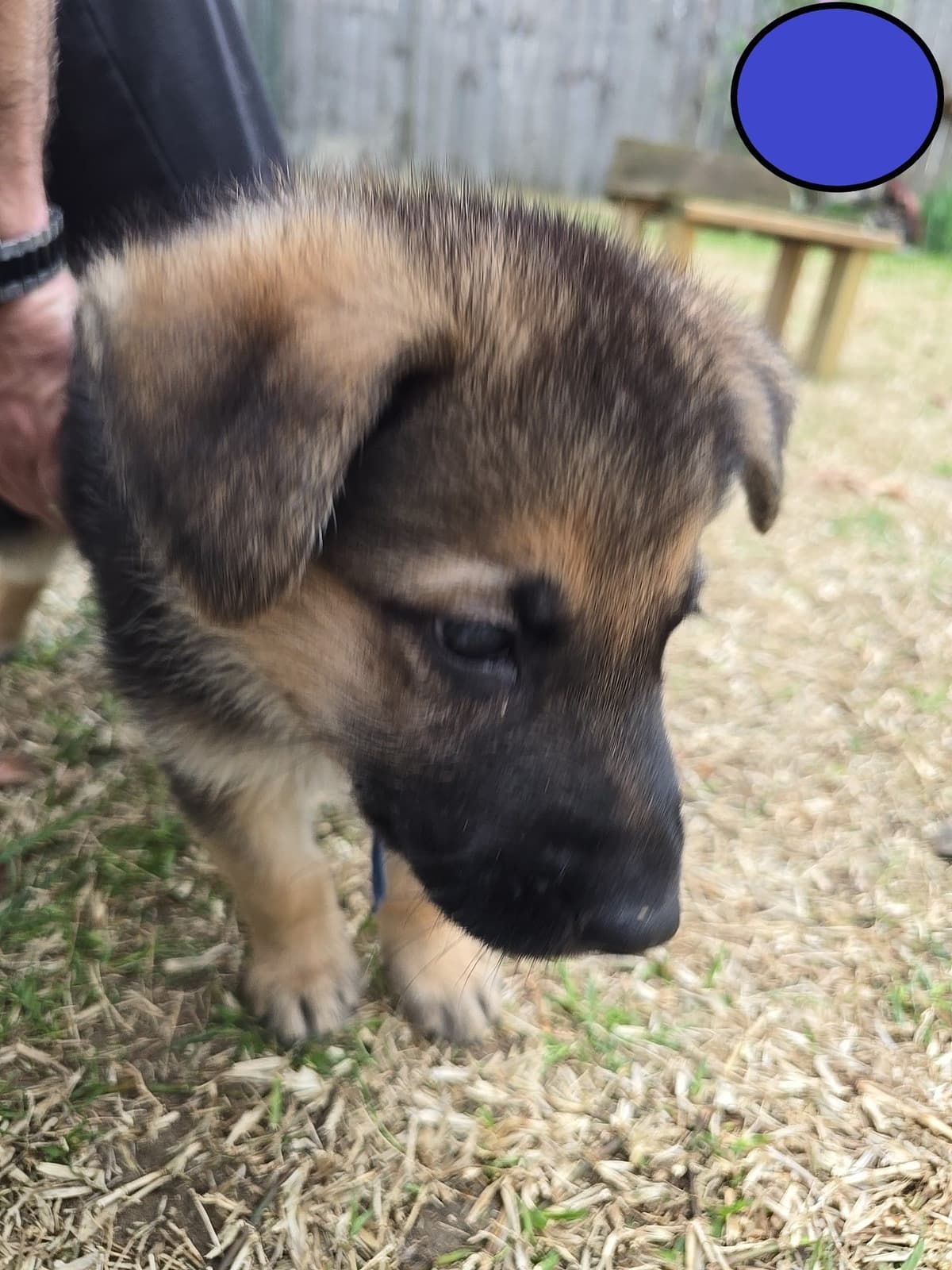 German Shepherd Dog Puppies - 2 Solid Black, 4 Black w/ white on chest breeder image 19