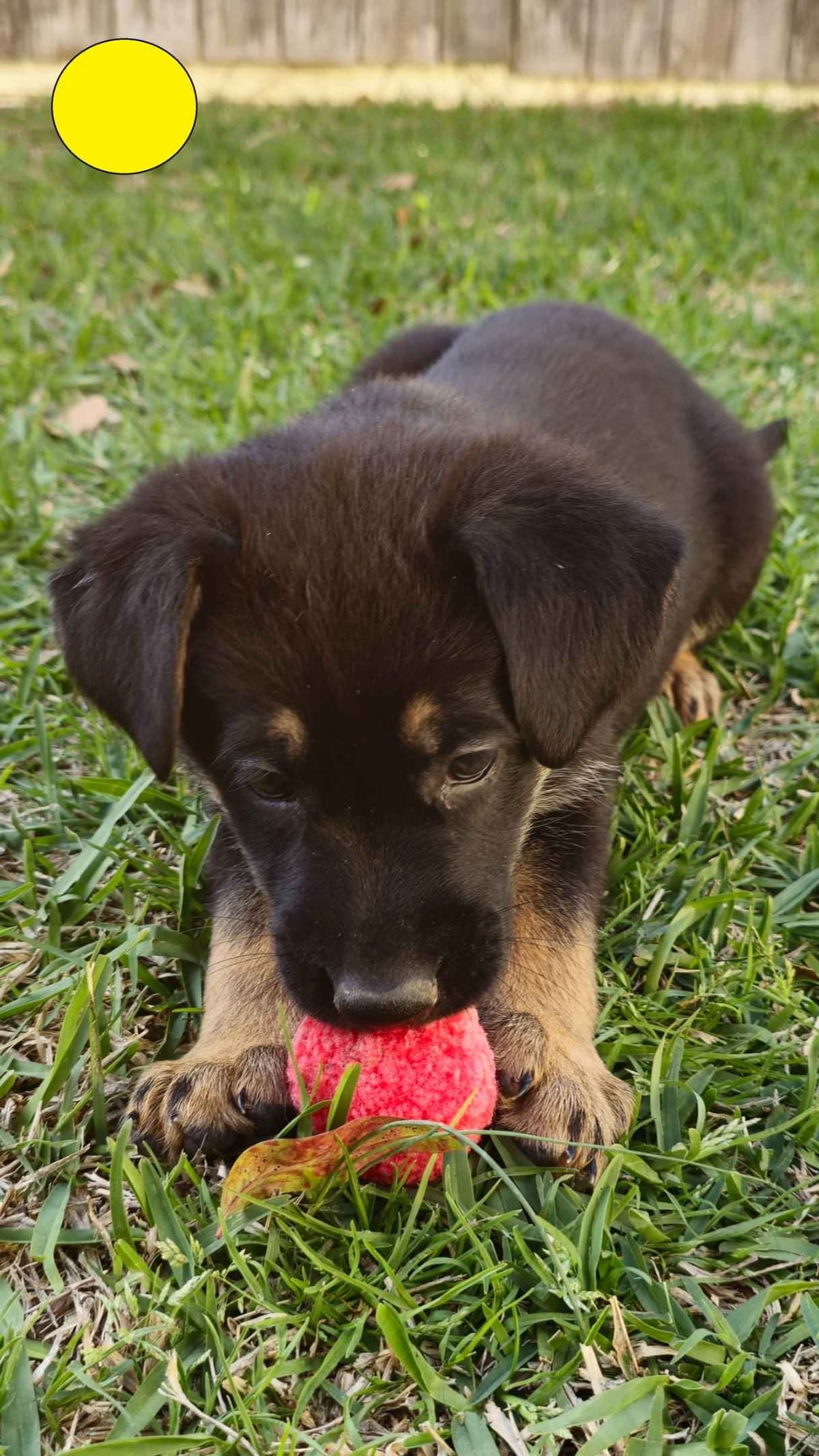 German Shepherd Dog Puppies - 2 Solid Black, 4 Black w/ white on chest breeder image 11
