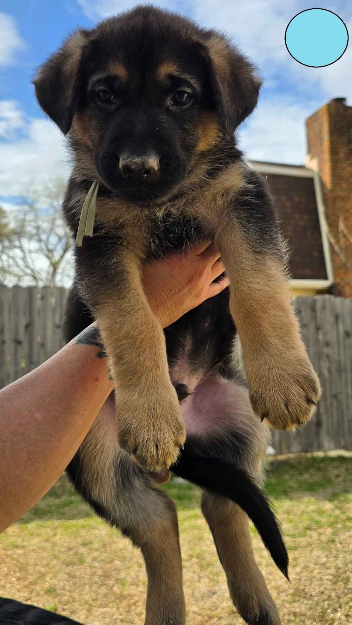 German Shepherd Dog Puppies - 2 Solid Black, 4 Black w/ white on chest breeder image 22