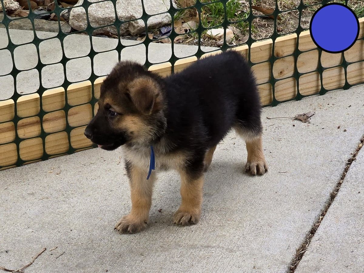 German Shepherd Dog Puppies - 2 Solid Black, 4 Black w/ white on chest breeder image 18