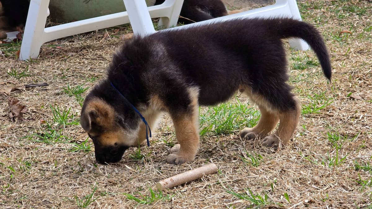 German Shepherd Dog Puppies - 2 Solid Black, 4 Black w/ white on chest breeder image 17