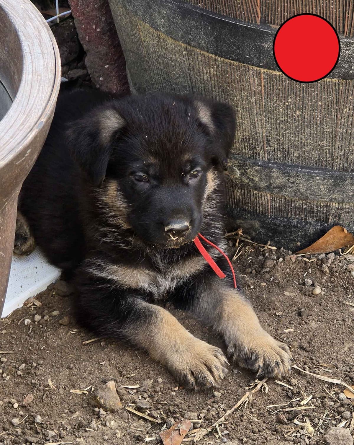 German Shepherd Dog Puppies - 2 Solid Black, 4 Black w/ white on chest breeder image 1