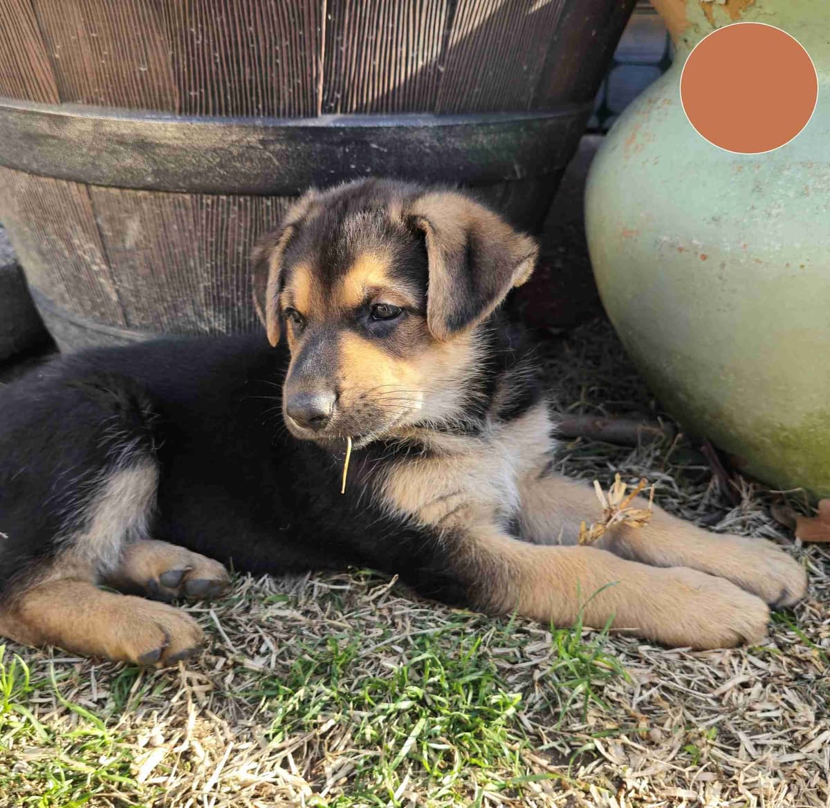German Shepherd Dog Puppies - 2 Solid Black, 4 Black w/ white on chest breeder image 9