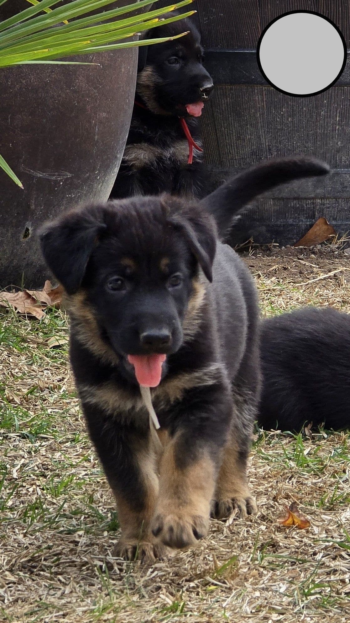 German Shepherd Dog Puppies - 2 Solid Black, 4 Black w/ white on chest breeder image 20