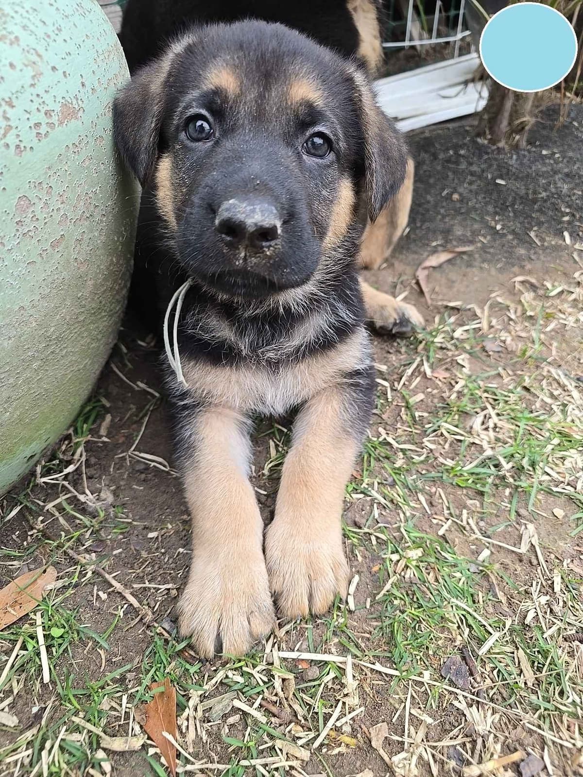 German Shepherd Dog Puppies - 2 Solid Black, 4 Black w/ white on chest breeder image 21