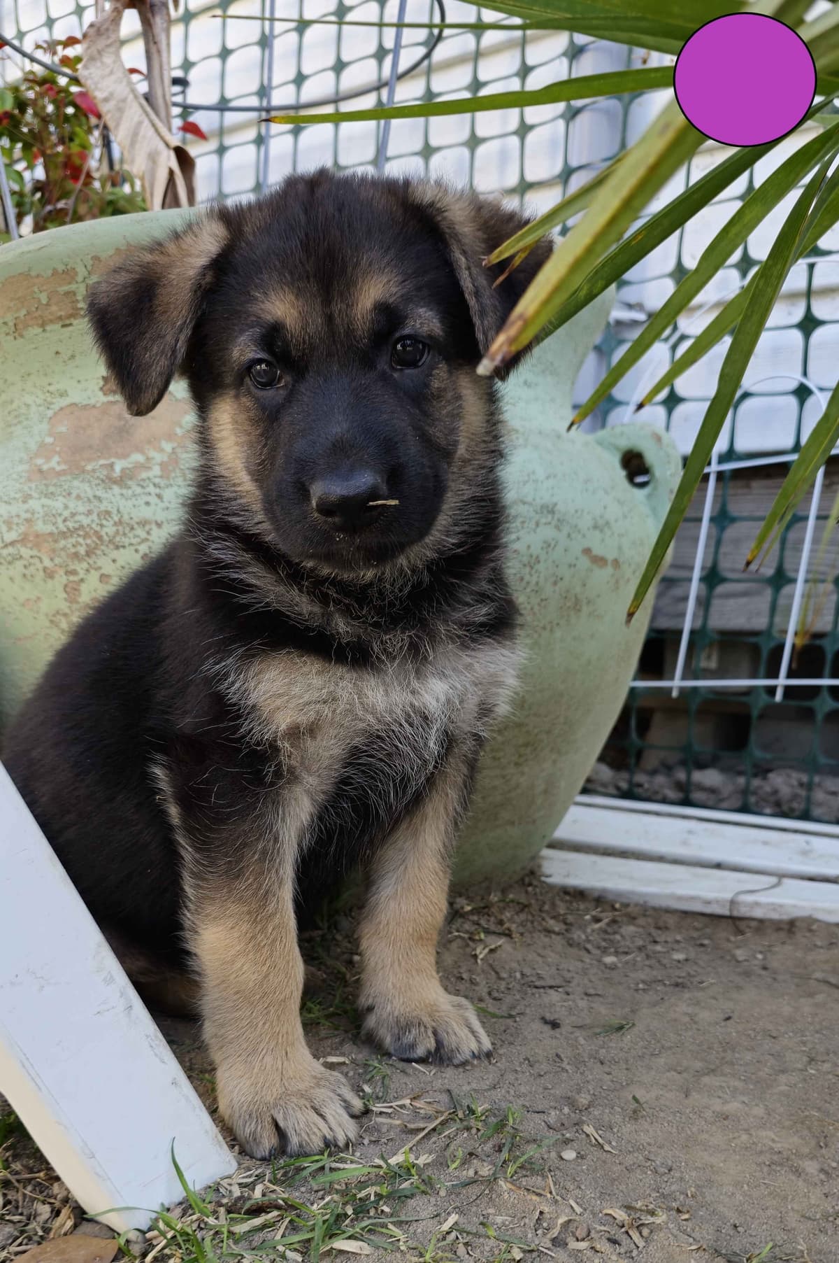 German Shepherd Dog Puppies - 2 Solid Black, 4 Black w/ white on chest breeder image 13
