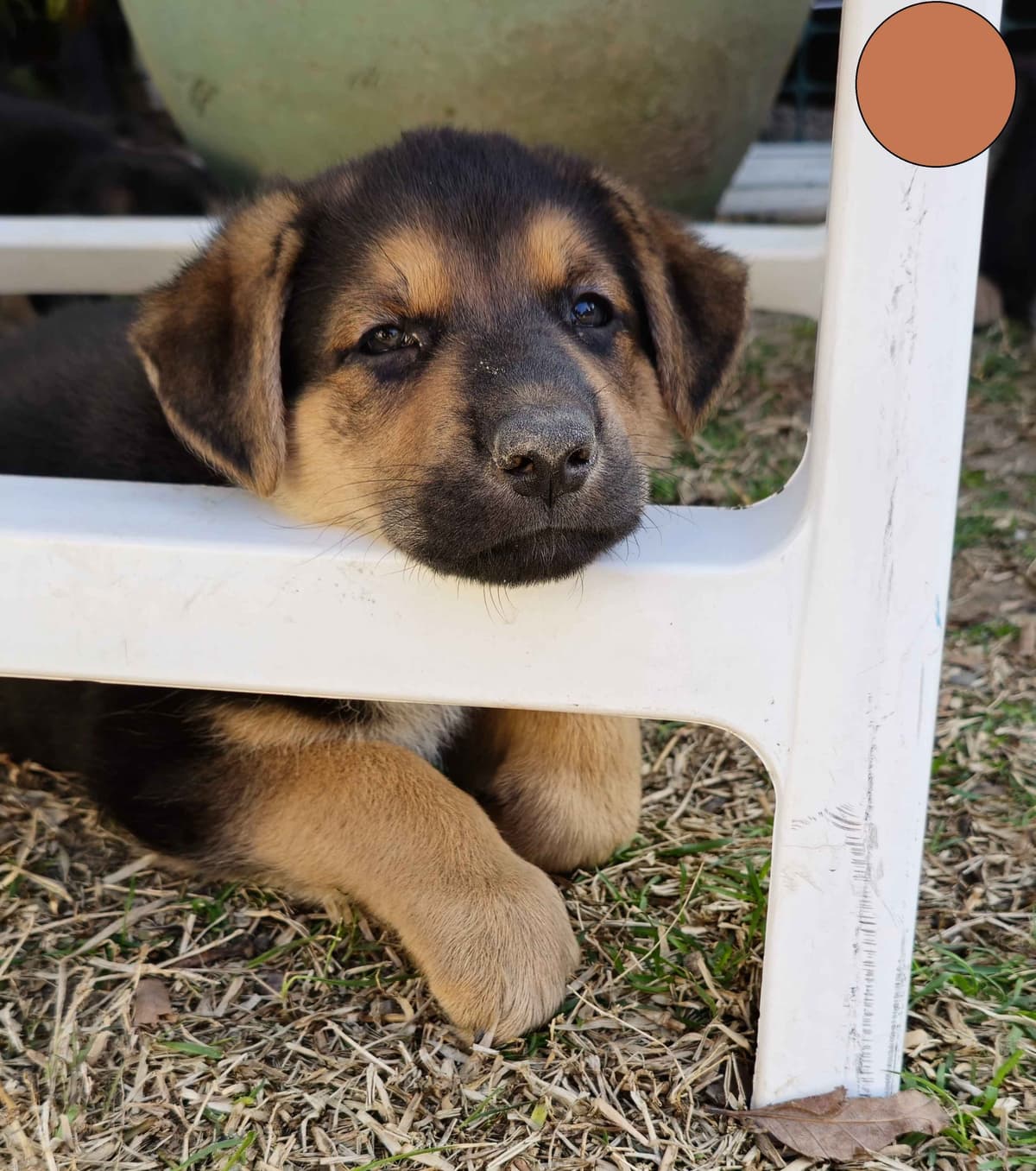 German Shepherd Dog Puppies - 2 Solid Black, 4 Black w/ white on chest breeder image 7