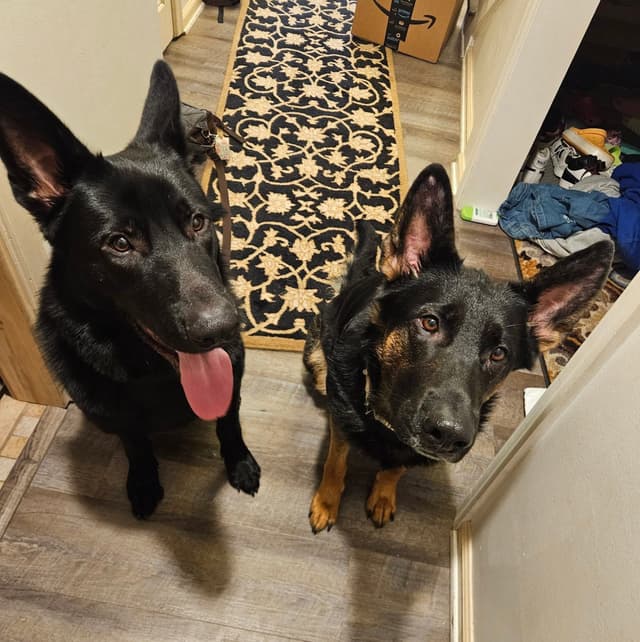 German Shepherd Dog Puppies - 2 Solid Black, 4 Black w/ white on chest media 2