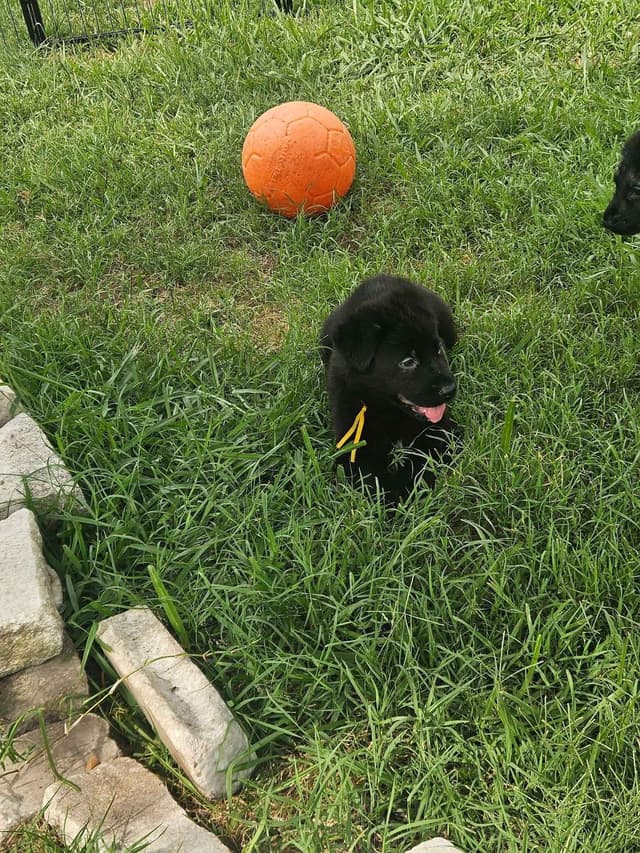 German Shepherd Dog Puppies - 2 Solid Black, 4 Black w/ white on chest media 5