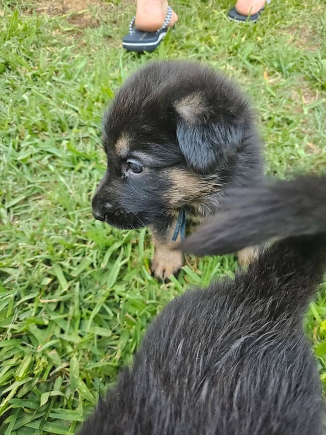 German Shepherd Dog Puppies - 2 Solid Black, 4 Black w/ white on chest media 6