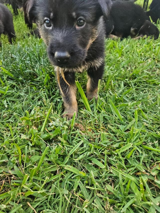 German Shepherd Dog Puppies - 2 Solid Black, 4 Black w/ white on chest media 8