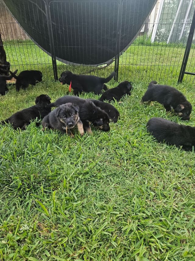 German Shepherd Dog Puppies - 2 Solid Black, 4 Black w/ white on chest media 10