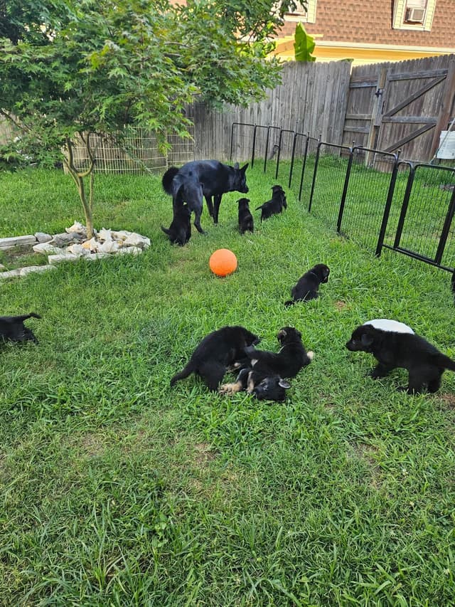 German Shepherd Dog Puppies - 2 Solid Black, 4 Black w/ white on chest media 11