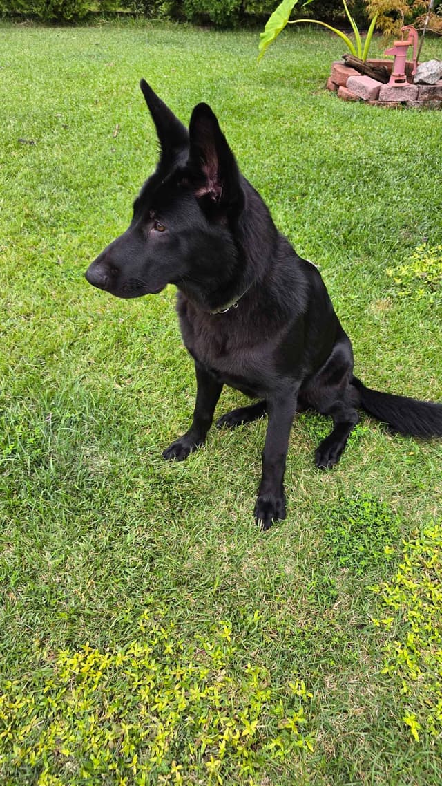 German Shepherd Dog Puppies - 2 Solid Black, 4 Black w/ white on chest media 4