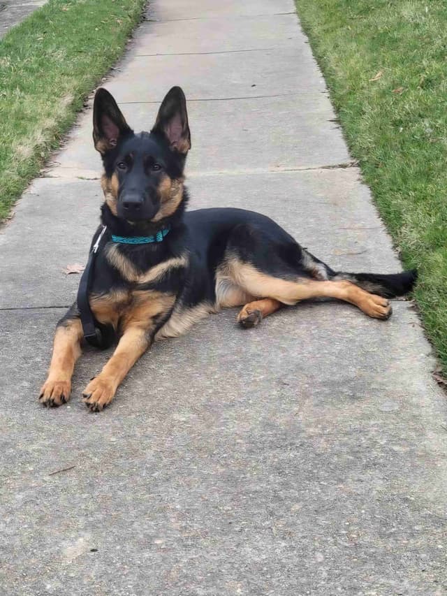 German Shepherd Dog Puppies - 2 Solid Black, 4 Black w/ white on chest media 3