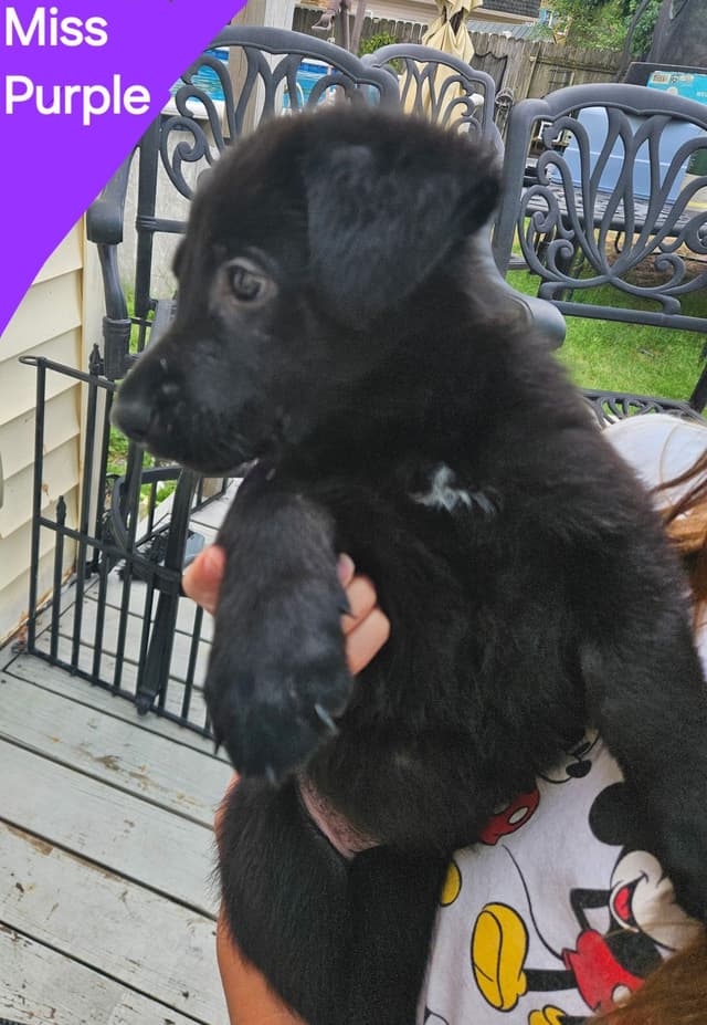 German Shepherd Dog Puppies - 2 Solid Black, 4 Black w/ white on chest media 12