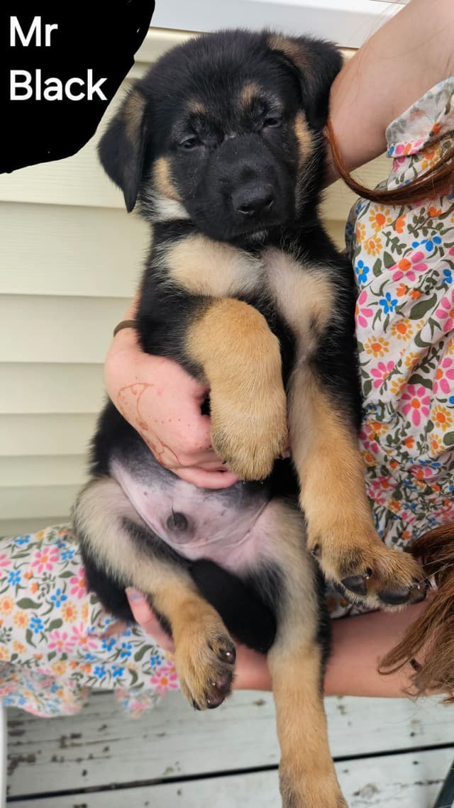 German Shepherd Dog Puppies - 2 Solid Black, 4 Black w/ white on chest media 13