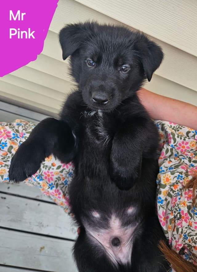 German Shepherd Dog Puppies - 2 Solid Black, 4 Black w/ white on chest media 14