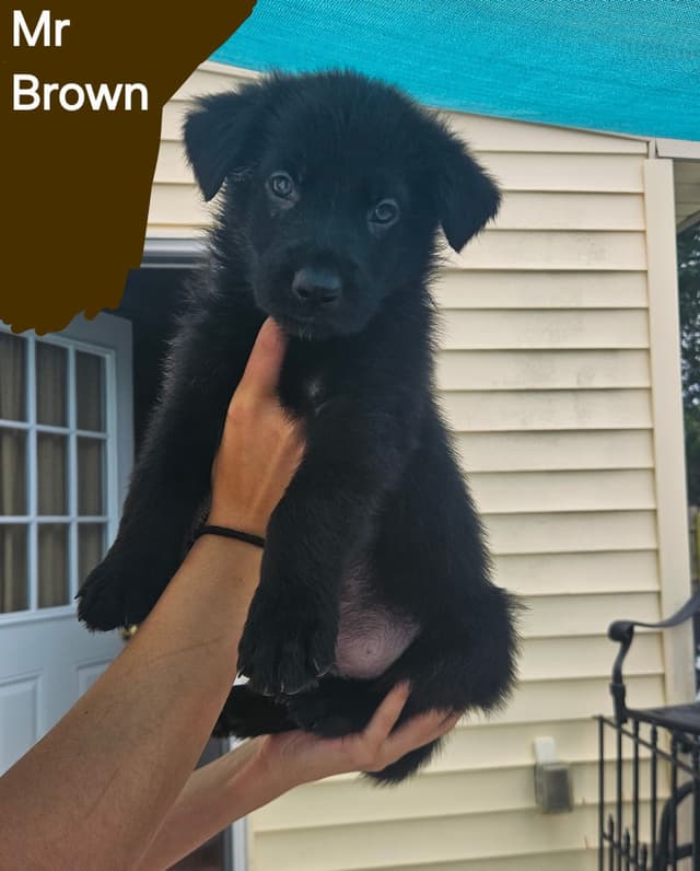German Shepherd Dog Puppies - 2 Solid Black, 4 Black w/ white on chest media 15