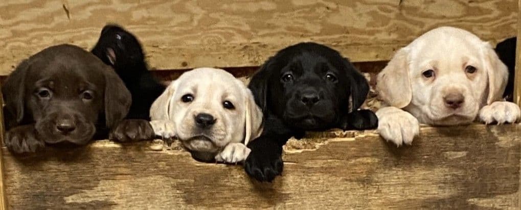 Labrador Retriever Puppies breeder image 5