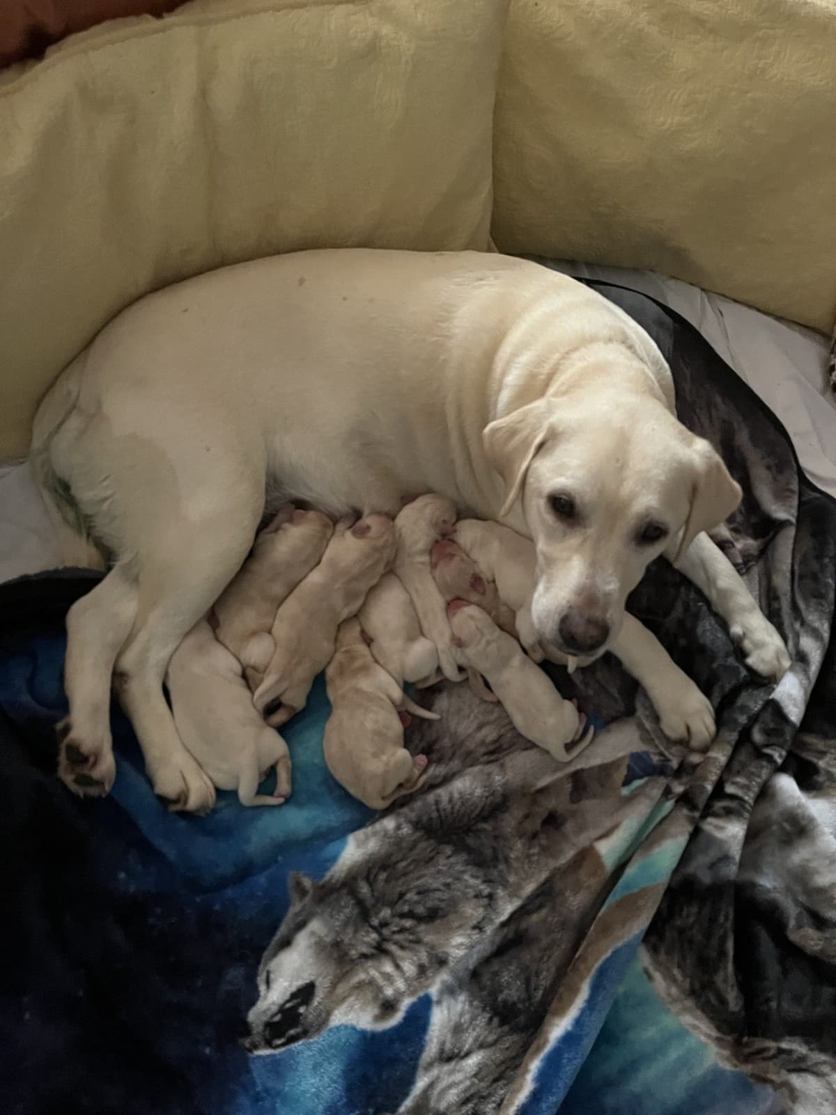 Labrador Retriever Puppies breeder image 6