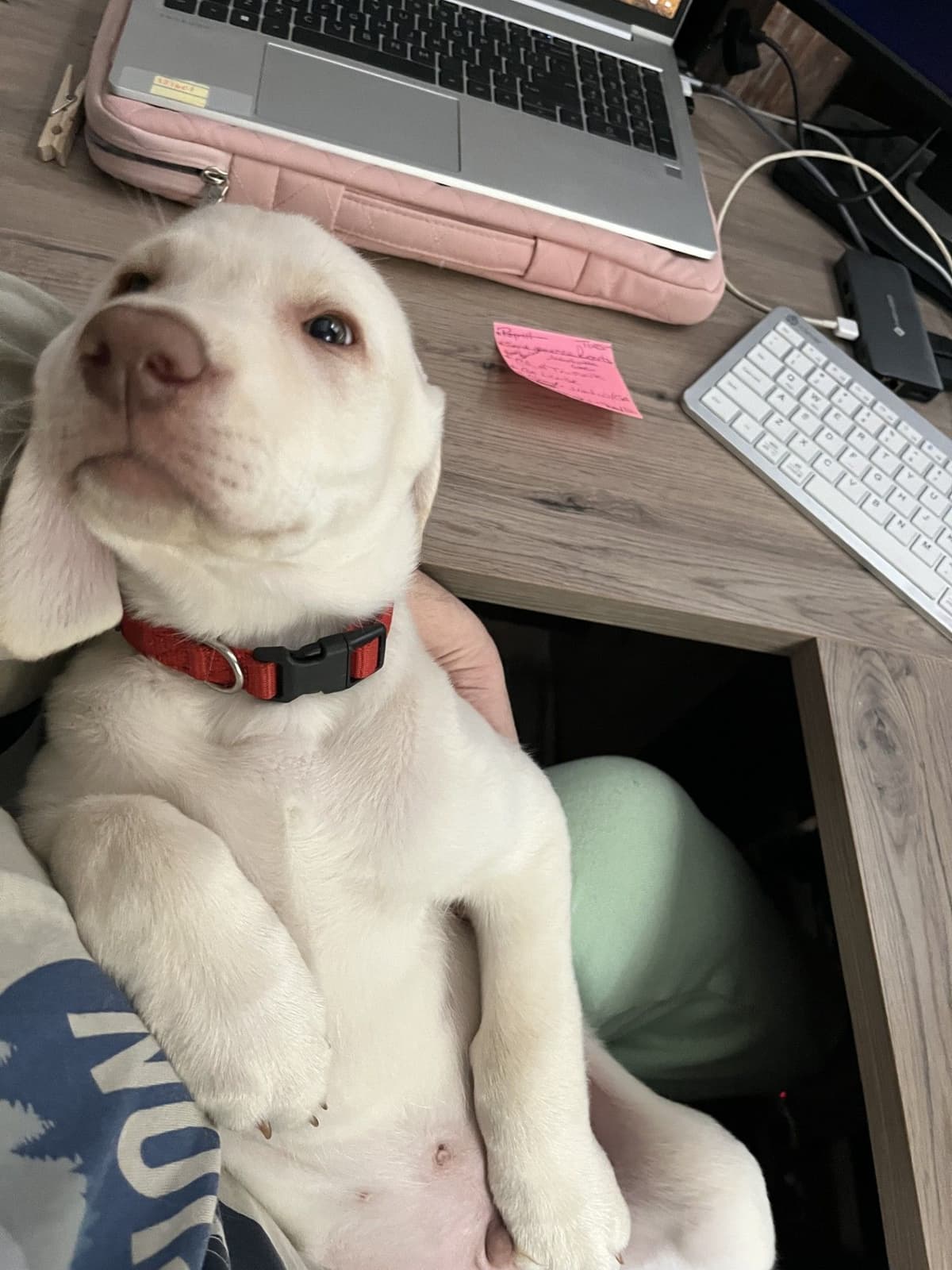 Labrador Retriever Puppies breeder image 11