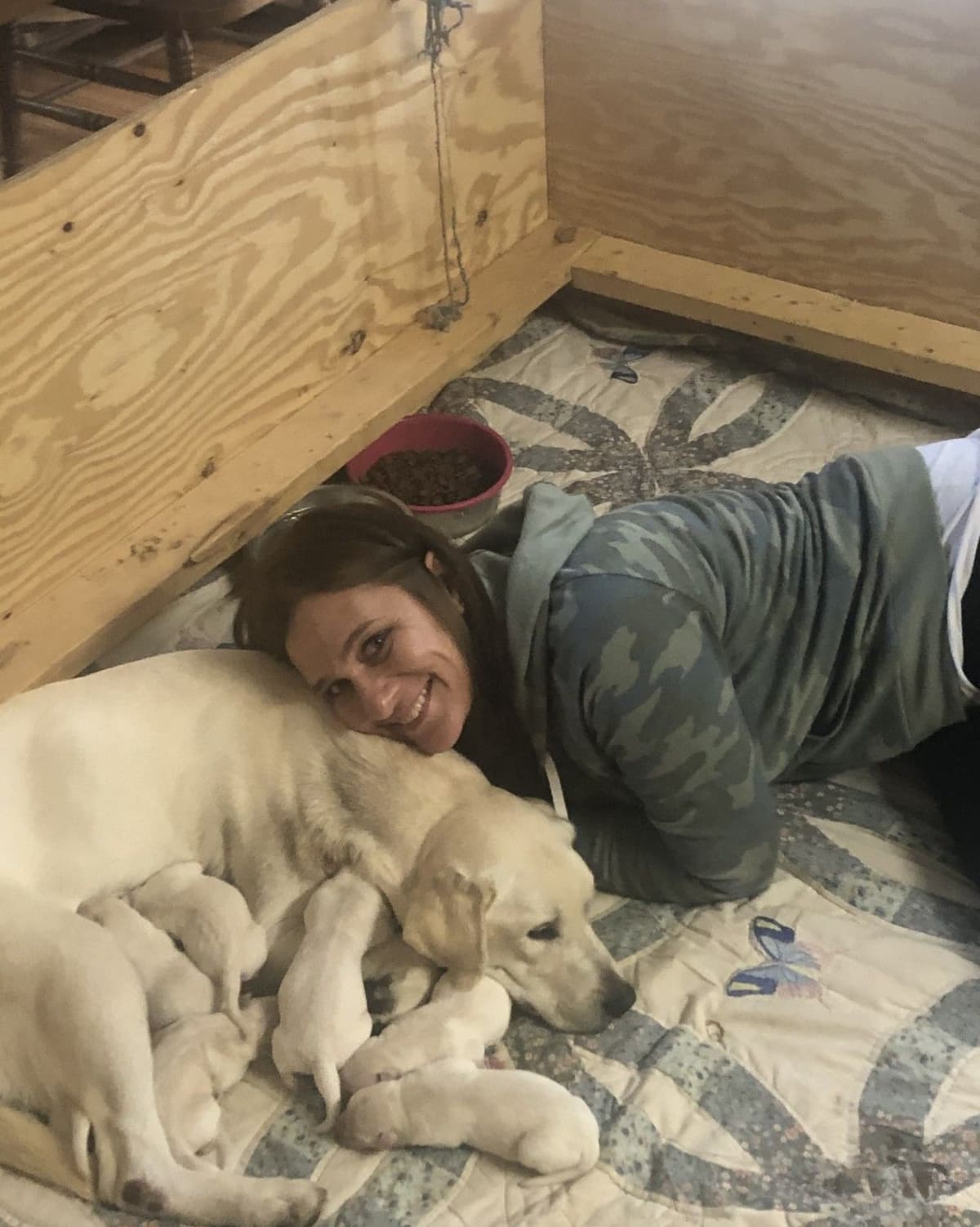 Labrador Retriever Puppies breeder image 12