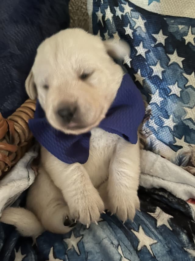 Labrador Retriever Puppies🐾Breeding Beauty, Loyalty, and Legacy🐾 media 2