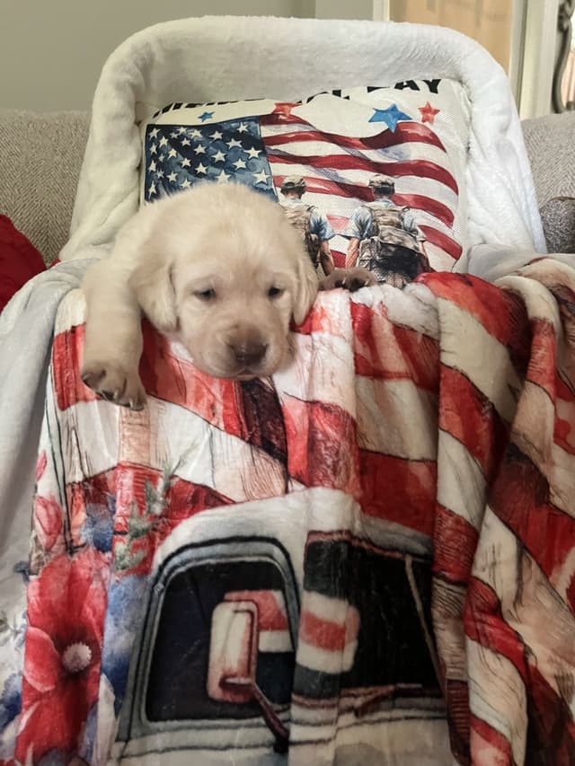 Labrador Retriever Puppies🐾Breeding Beauty, Loyalty, and Legacy🐾 media 3