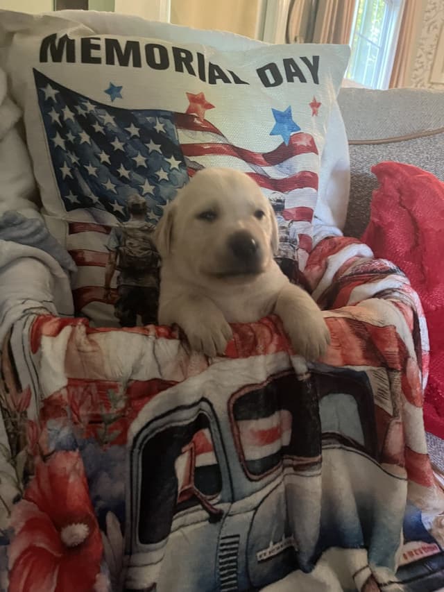 Labrador Retriever Puppies🐾Breeding Beauty, Loyalty, and Legacy🐾 media 8