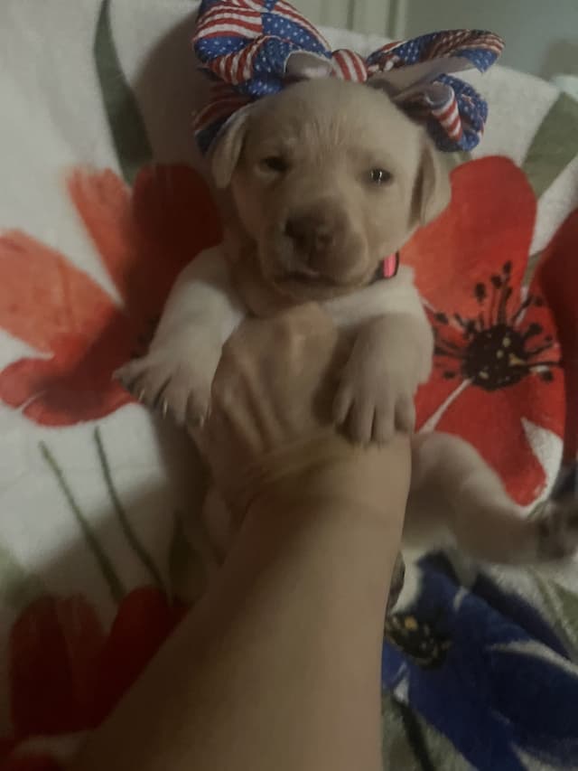 Labrador Retriever Puppies🐾Breeding Beauty, Loyalty, and Legacy🐾 media 10