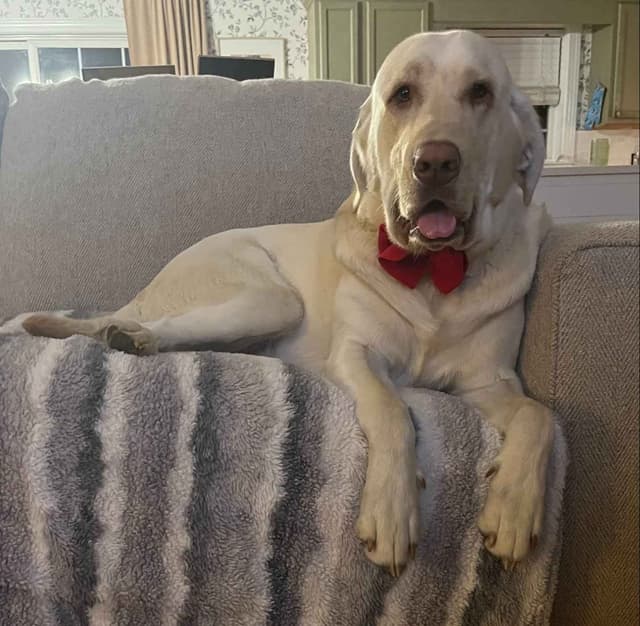 Labrador Retriever Puppies🐾Breeding Beauty, Loyalty, and Legacy🐾 media 9