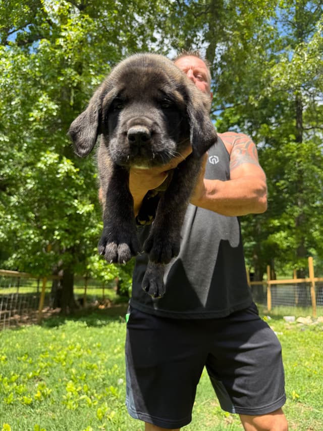 Mastiff Puppies media 2