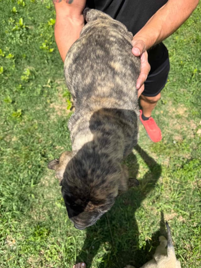 Mastiff Puppies media 3