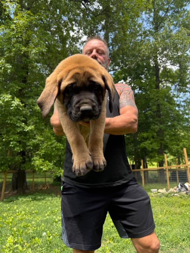Mastiff Puppies media 4