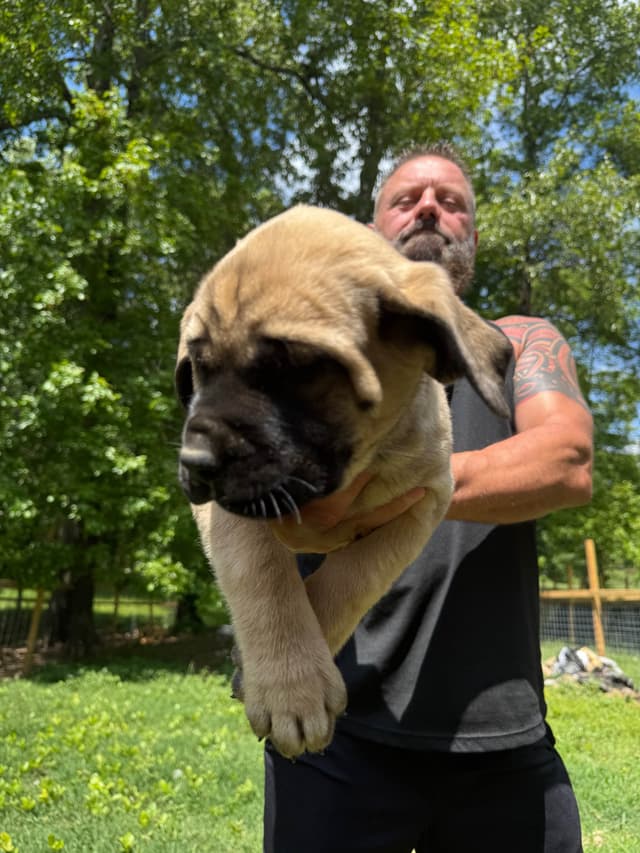 Mastiff Puppies media 5