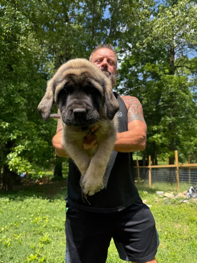 Mastiff Puppies media 6