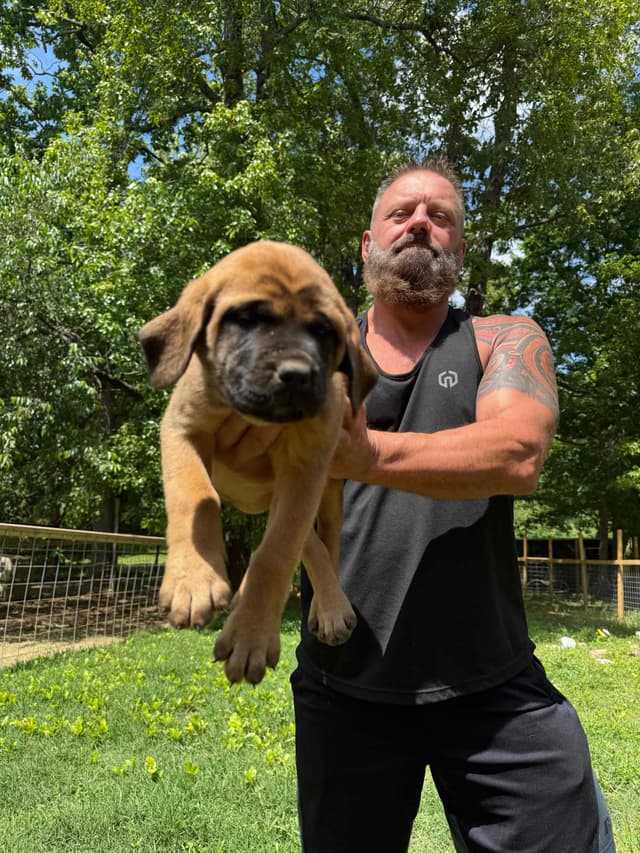 Mastiff Puppies media 9