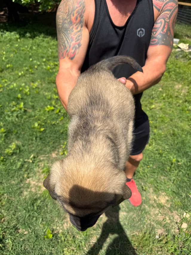 Mastiff Puppies media 11