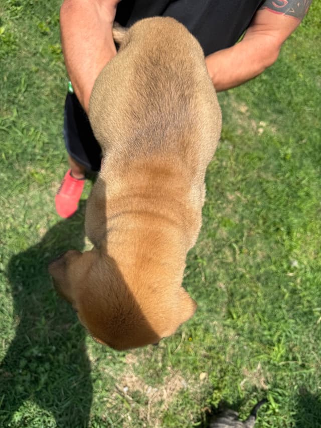 Mastiff Puppies media 12